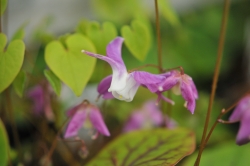 Big pale pink and white flowers with fresh green foliage.